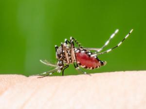 mosquito dengue virus
