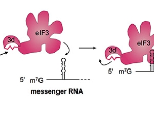 eIF3d protein