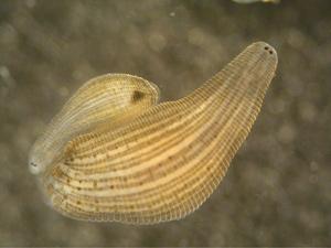 Image of an underwater leech