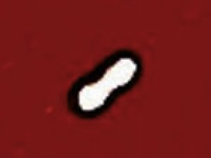 irregular shape in white with black border on red background