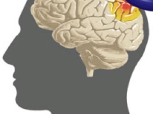 gray profile with brain image and purple loop