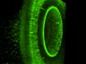 A green fluorescent square.