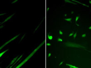 graphic of green specks in black background