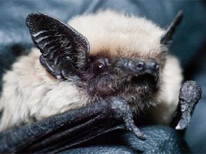  A canyon or pipistrelle bat