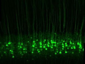 graphic of green lines on black background