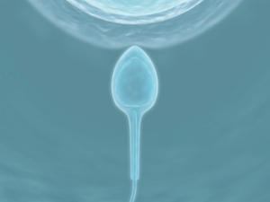 image of sperm attaching to egg