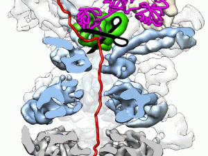 Graphic of Ubiquitin-chain removal by JAMM DUB Rpn11 is required for protein degradation. 