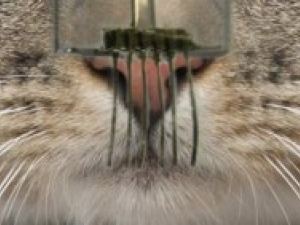 closeup of cat whiskers