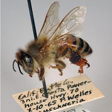 honeybee cropped