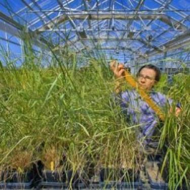 switchgrass-in-greenhouse-397x263